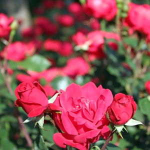 DOUBLE RED KNOCK OUT® ROSE