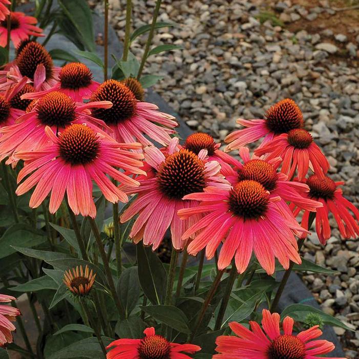 Image property of and used with permission from Terra Nova Nurseries, Inc.