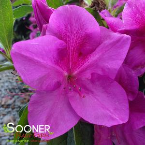 BLOOM-A-THON® LAVENDER AZALEA