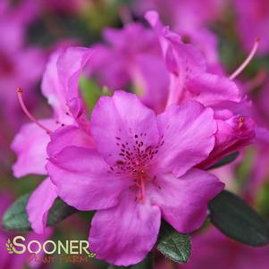 Rhododendron azalea girard x 'Karen'