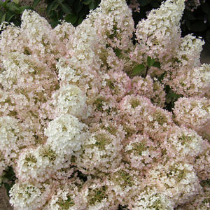 BOBO® HYDRANGEA