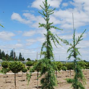 Cedrus deodara 'Miles High'