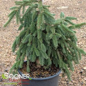 Picea abies 'Pendula'