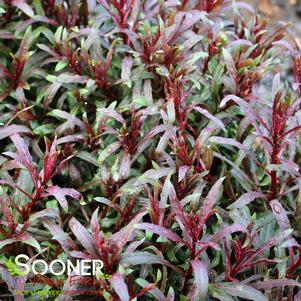 Gaura lindheimeri 'Passionate Blush'