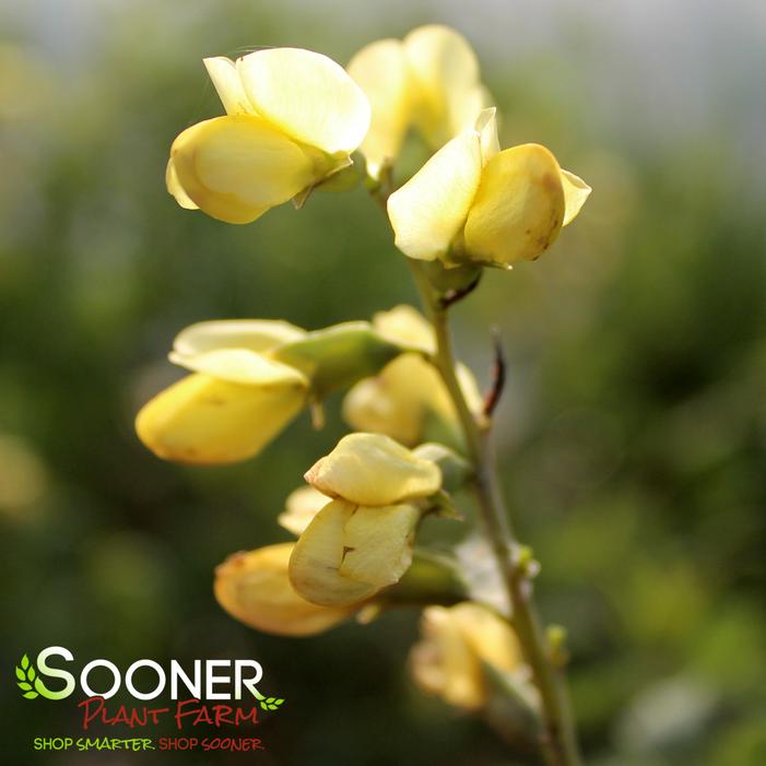 CAROLINA MOONLIGHT WILD INDIGO