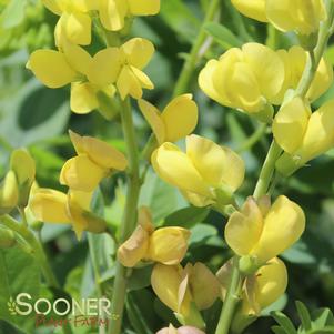 Baptisia x 'Solar Flare Prairieblues'