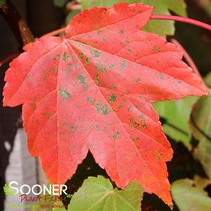 Acer rubrum 'October Glory'