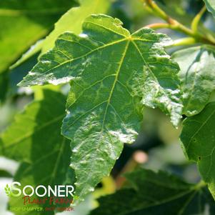 Acer rubrum 'Autumn Radiance'