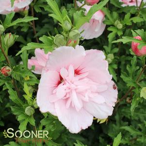 Hibiscus syriacus 'JWNWOOD4'