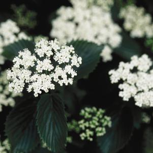 Viburnum dentatum 'Synnestvedt'