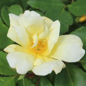 SUNNY KNOCK OUT® ROSE