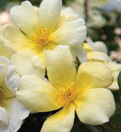 SUNNY KNOCK OUT® ROSE