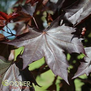 Acer truncatum x platanoides 'JFS-KW0'