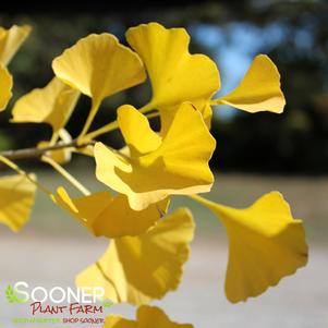 Ginkgo biloba ''