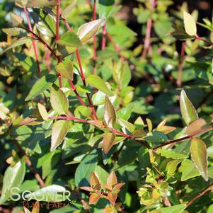 <em>Abelia</em> <strong>COMPACT ABELIA</strong>: