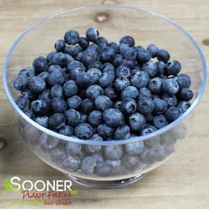 <em>Vaccinium</em> <strong>BLUEJAY BLUEBERRY</strong>: