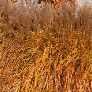 <em>Miscanthus</em> GRAZIELLA MAIDEN GRASS: 