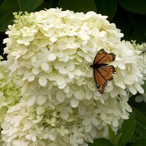 <em>Hydrangea</em> LIMELIGHT HYDRANGEA: 