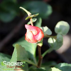 <em>Chaenomeles</em> APPLE BLOSSOM QUINCE: 