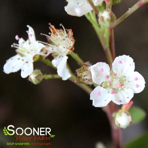 <em>Aronia</em> VIKING BLACK CHOKEBERRY: 