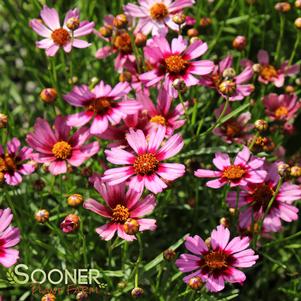 <em>Coreopsis</em> GARNET TICKSEED: 