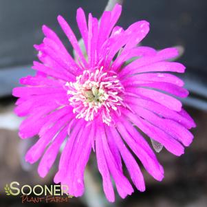 PURPLE ICE PLANT