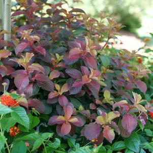 MIDNIGHT SUN® WEIGELA