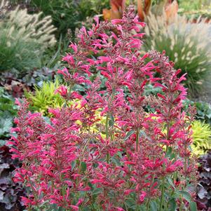 RASPBERRY SUMMER HYSSOP