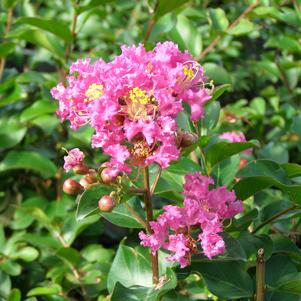 BRADBERRY WINE™ CRAPEMYRTLE