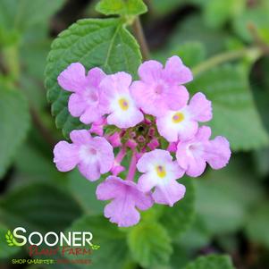 PURPLE TRAILING LANTANA