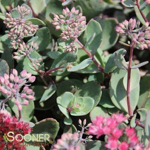 <em>Sedum</em> VERA JAMESON SEDUM: 