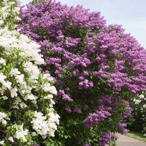 <em>Syringa</em> POCAHONTAS LILAC: 