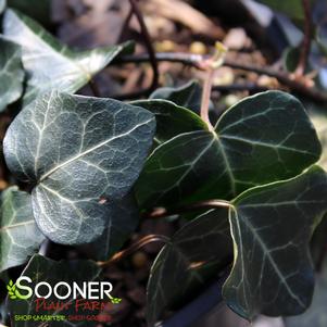 <em>Hedera</em> THORNDALE ENGLISH IVY: 