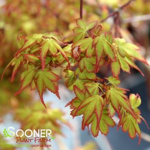 KOTO MARU DWARF UPRIGHT JAPANESE MAPLE