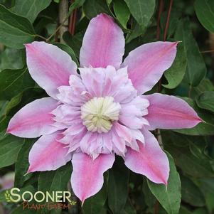 JOSEPHINE™ CLEMATIS