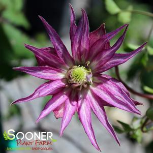 SPARKY® PURPLE CLEMATIS