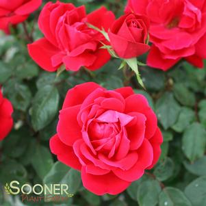 <em>Rosa</em> DOUBLE RED KNOCK OUT® ROSE: 
