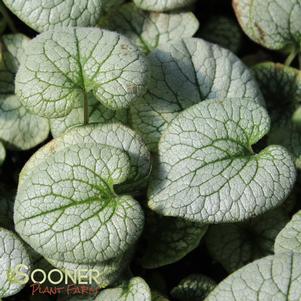 QUEEN OF HEARTS BRUNNERA