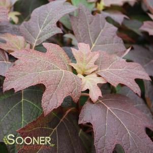 <em>Hydrangea</em> SNOW QUEEN OAKLEAF HYDRANGEA: 