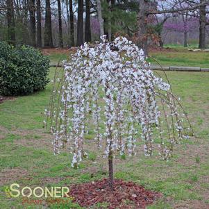 <em>Prunus</em> SNOW FOUNTAIN WEEPING FLOWERING CHERRY: 