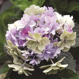 FELICITY™ HYDRANGEA