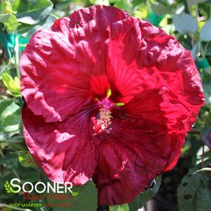 LUNA™ RED HARDY HIBISCUS