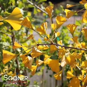 GOLDEN GLOBE GINKGO