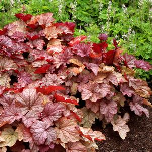 VIENNA CORAL BELLS