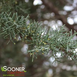 CAROLINA SAPPHIRE BLUE ARIZONA CYPRESS