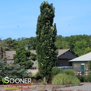 SLENDER SILHOUETTE SWEETGUM