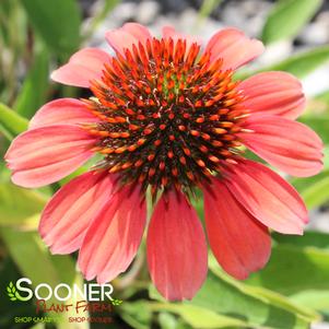 SOMBRERO® FLAMENCO ORANGE CONEFLOWER