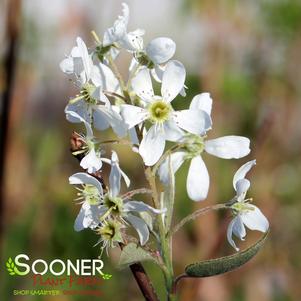 CUMULUS SERVICEBERRY