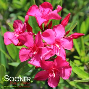 AUSTIN PRETTY LIMITS® OLEANDER