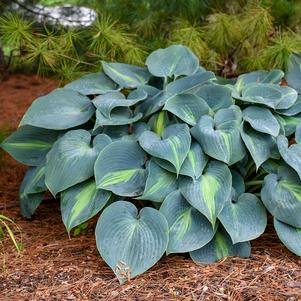 TOUCH OF CLASS HOSTA